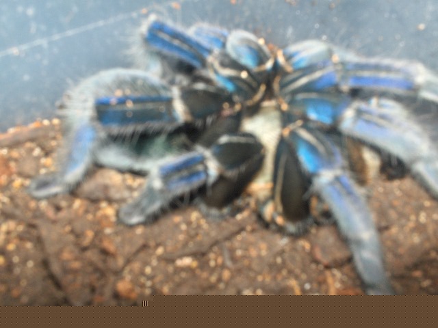 booboo molted.jpg